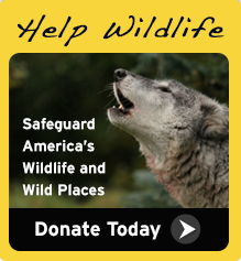 Donate today and help safeguard wildlife!